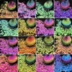 Multichrome Chameleon Flakes